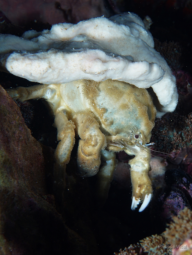 Birmanie - Mergui - 2018 - DSC02945 - Sleepy sponge crab - Crabe eponge commun -  Dromia dormia.JPG